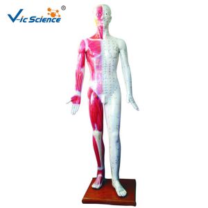Cheap 178CM Acupuncture Human Body Model for sale