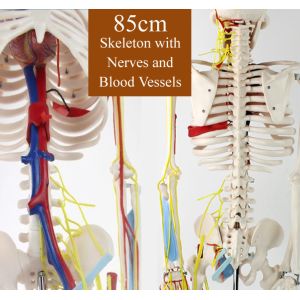 85CM Full Body Skeleton Anatomy With Nerves And Blood Vessels VIC-102B