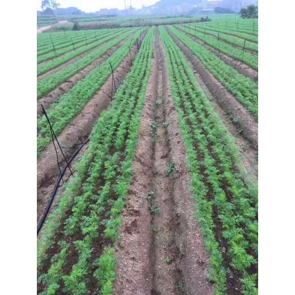 Hand Push Agriculture Equipment Vegetable Seeder Machine Agricultural Manual Onion Seed Planter