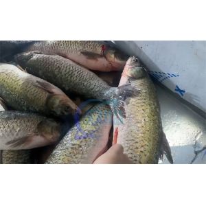 Seafood processing plant machinery and equipment efficiently remove fish scales