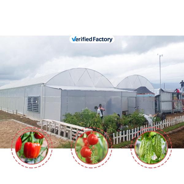 Quality Multi-Span Agricultural Greenhouse 6m-12m Width with 150/200micron PE Film wholesale