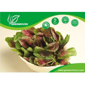 Cheap Red Round Leaf Amaranth Seeds with with green edge for planting for sale