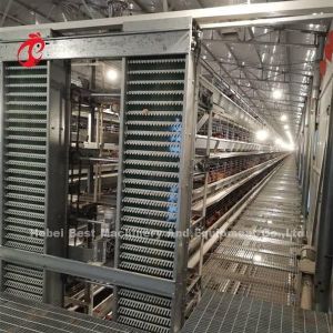Automatic Poultry Battery Cage System Coated Wire With Long Lifespan Nigeria