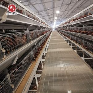 Featuring Four Tiers Ventilated Automatic Layer Cage System For 120 Birds In