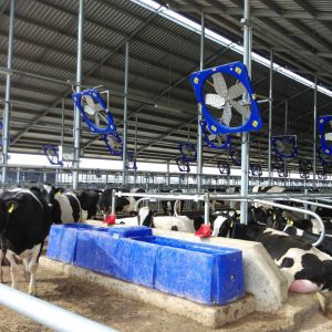 China Affordable Cow Waterer for Heavy-Duty Watering Length 400cm/13.1ft. Width 67cm/2.2ft on sale