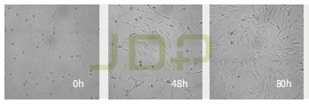 Real-time Live Cell Imaging And Analysis System