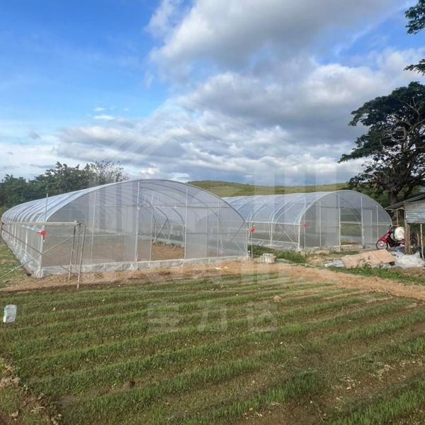 Quality Professional Agricultural Tunnel Greenhouse With Rustproof Galvanized Frame wholesale