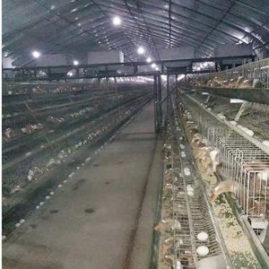 A Type Duck Farm Cages Poultry Cage Egg Duck Layer Cage Price