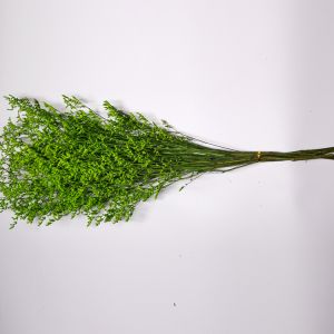 Beautiful Preserving Eucalyptus Foliage Dry Desmodium For Craft