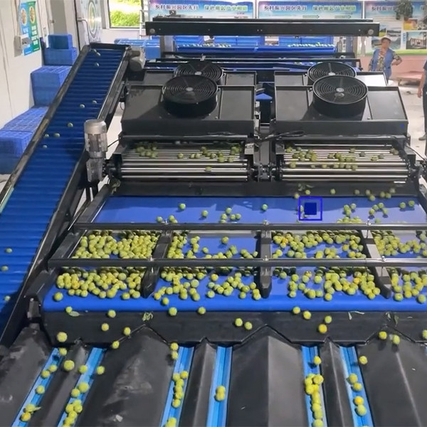 99.9% Accuracy PLC Control Plum Sorting Machine for Industrial Control System