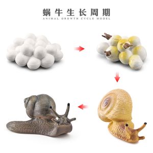 Cheap Interactive Human Body Skeleton Model For Learning / Display for sale