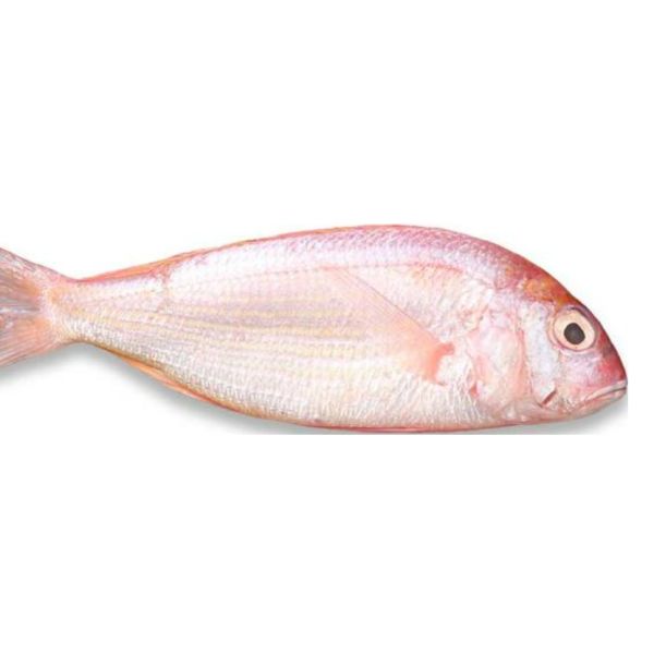 Four Models Automatic Fish Grader And Soring Ocean Fish, Sizing Mackerel High