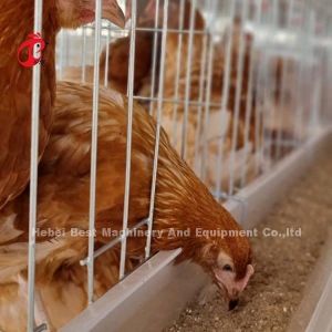 Layer Cage System Perfect Solution For Poultry Industry Capacity 2-4 Birds/Cell