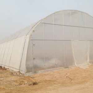 Customized Color Single-Span Greenhouse Perfect for Poultry Farm Design and