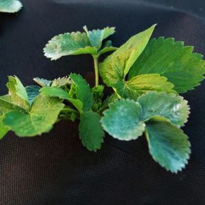 Durable Geotextile Weed Barrier Heavy Duty Multiscene Weatherproof