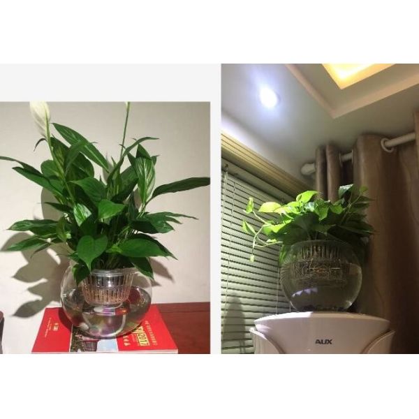 Water culture hydroponic plant glass transparent glass vase container green planter round fish tank water plant plants