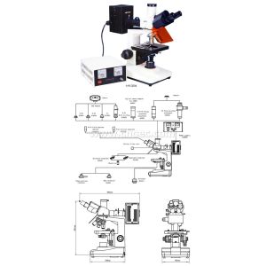 40X - 1000X Fluorescence Microscope Trinocular Compound Microscopes A16.0204