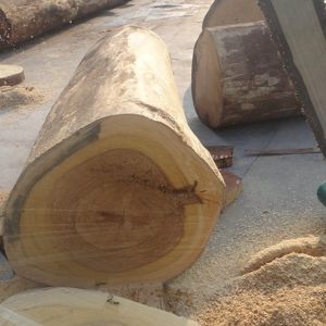 Exotic Engineered Maple Figured Wood Veneer X6223 Irregular Texture Dyed Grey