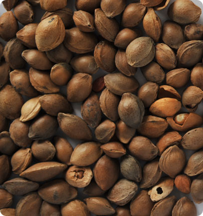Super Speed Agriculture Sorting Machine For Grading Apricot Kernel Nuts