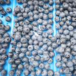 Automatic Blueberries Sorting Machine With PLC Control 99.9% Accuracy