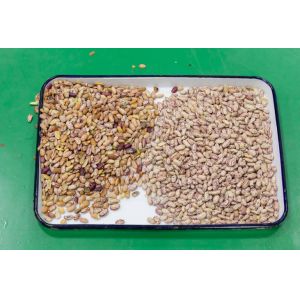 Peeled Peanuts Nuts Color Sorter With CCD LED Automatically