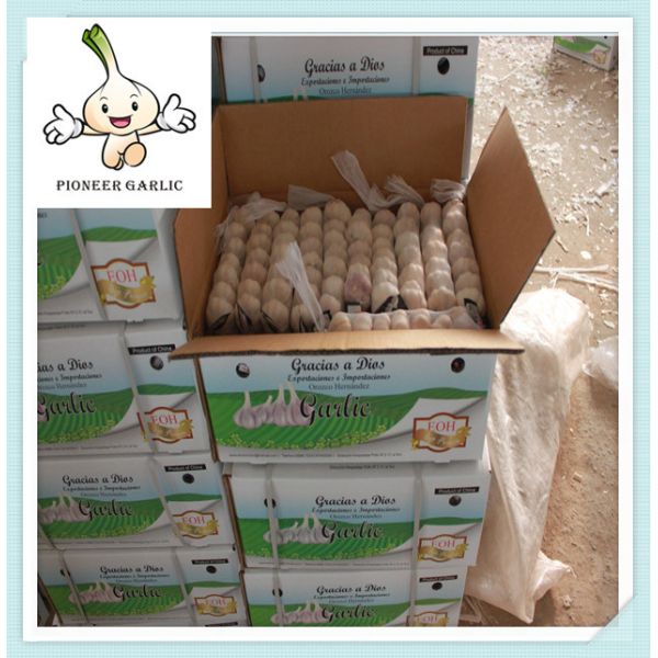 Quality garlic in small pack white galic for sale good quality size4.0cm wholesale