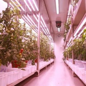 Customization JX-CG-125 Vertical Farming Container Greenhouse with Hydroponic