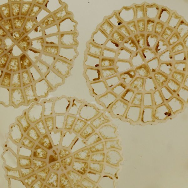 Quality Super Decarburization MBBR Water Treatment Floating Filter Media 25mm X 4mm wholesale