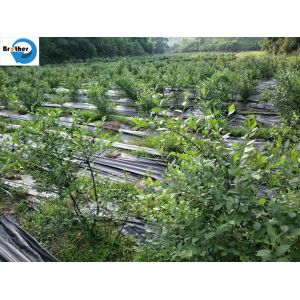 High Quality PP Woven Ground Cover /Weedmat /Weed Control Fabric /Silt Fence