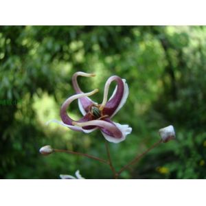Horny goat weed extact / Epimedium PE Icariin 10%-98%