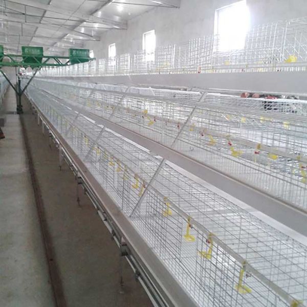 Quality 1.4m × 0.7m × 0.4m Battery Type Cage , Auto Drinking Layer Farming Cage wholesale
