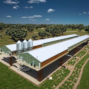 Prefab Automatic Steel Structure Chicken House / Chicken Coop Steel Frame House