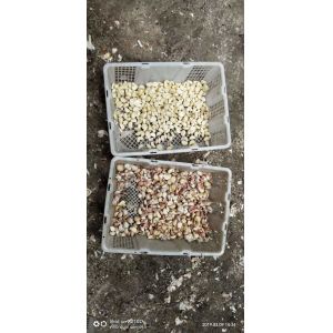 CCD Camera Optical Garlic Colour Sorting Peeling Garlic Removing Spotted Machine