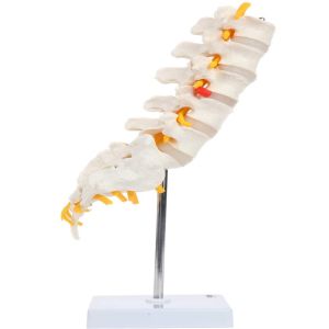 Simulation Pvc Lumbar Vertebrae Model , Small Human Skeleton Model With Coccyx