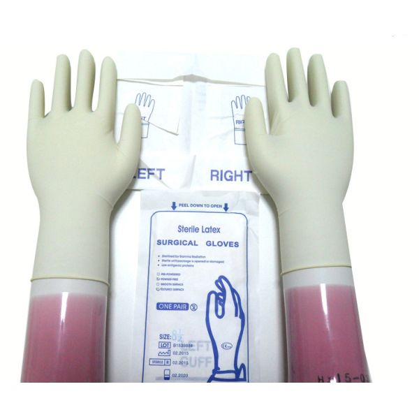 Quality Natural White Sterile Latex Surgical Gloves Left / Right Hand With Rolled Rim wholesale