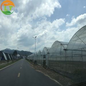Vegetables Growing Multi-span Film Greenhouse 3m Height with Hot-dip Galvanized
