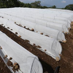 China Light Weight Non Woven Floating Row Cover Plant Cover Fabric on sale
