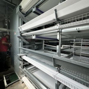 Durable & Labor-Saving: H-Type Fully Automatic Layer Cages for Modern Farms