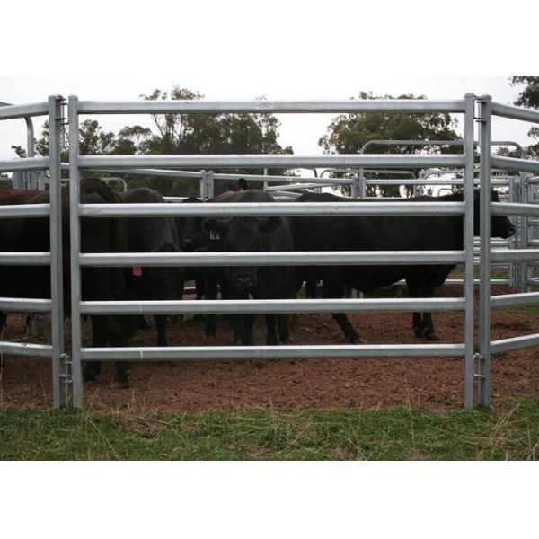 Quality Galvanized Cattle Yard Panels Oval Tube 40x60mm With 1.5 Thickness For Farm wholesale