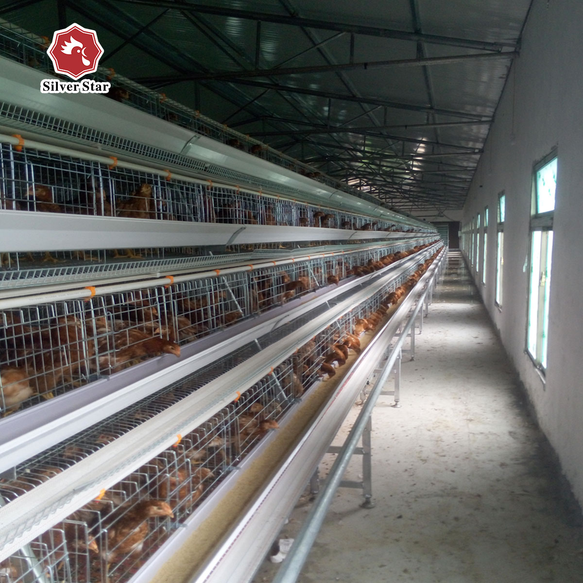 Poultry Farm Battery Chicken Cage Equipment 96 Birds / Set
