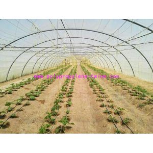 Cheap 1.67g/m Industrial Split Film Poly Baler Twine Raw White Color For Tomato Tree for sale