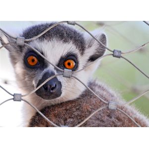 Monkey Tiger Zoo 1.2mm 7 X 7 Animal Enclosure Mesh