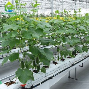 Greenhouse Substrate Cultivation Solution Suitable for Cucumbers Chills Tomatoes