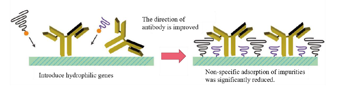 BeaverBeads NHS With Good Bio Compatibility And Low Non Specific Adsorption