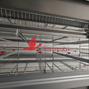 China 3-12 Tiers H Type Layer Chicken Cage System with 1260*650*450 and 1800*650*450 Cage Sizes for Stable Egg-Collection on sale