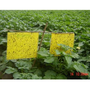 Pest Control TPR PSA Hot Melt Adhesive Glue For Insect Catch Glue Board