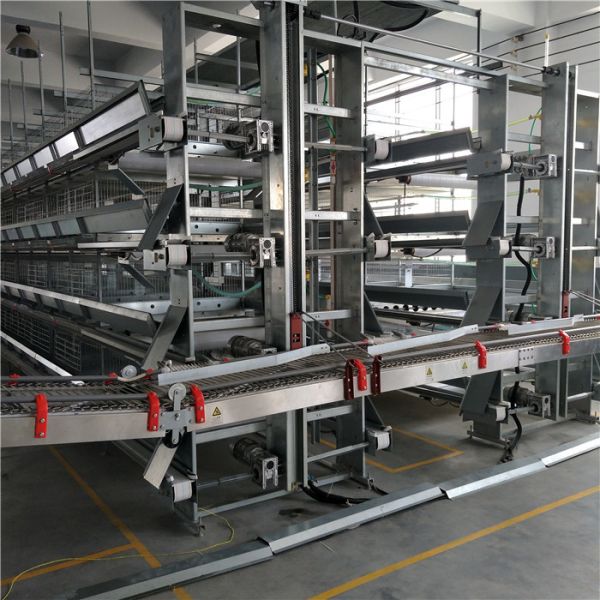 Quality Layer Chicken Automatic Egg Collection System 3 Tier 5 Door wholesale