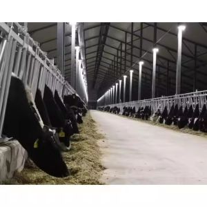 Steel Structure Cow House Design Cow Farm House Farm Shed Steel Structure