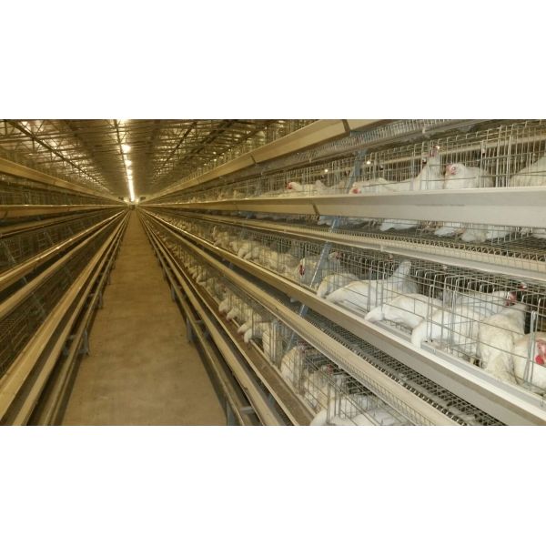 A Type Poultry Battery Layer Chicken Cage System Hot Galvanized Q235 Steel Wire