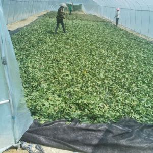 Cheap Raspberry Leaf a Sweetener Instead of Sucrose and Rich in Progesterone and Tea Polyphenols Can Prevention of Cardiovascular and Cerebrovascular for sale